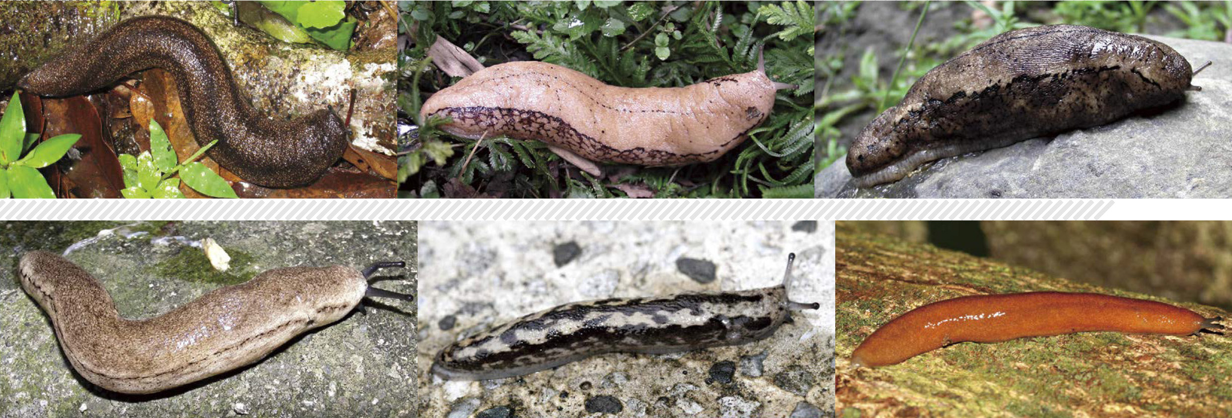 體色多變的無殼蝸牛 山蛞蝓 科學人知識庫